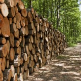 4-В Сибири отмечено сокращение экспорта необработанных лесоматериалов